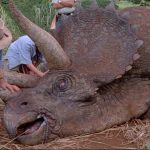 Triceratops
